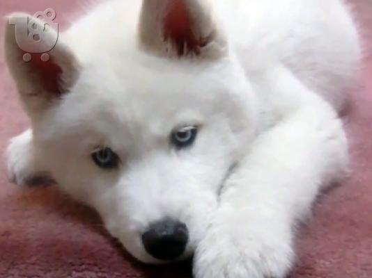 Χάσκυ Σιβηρίας (Siberian Husky)